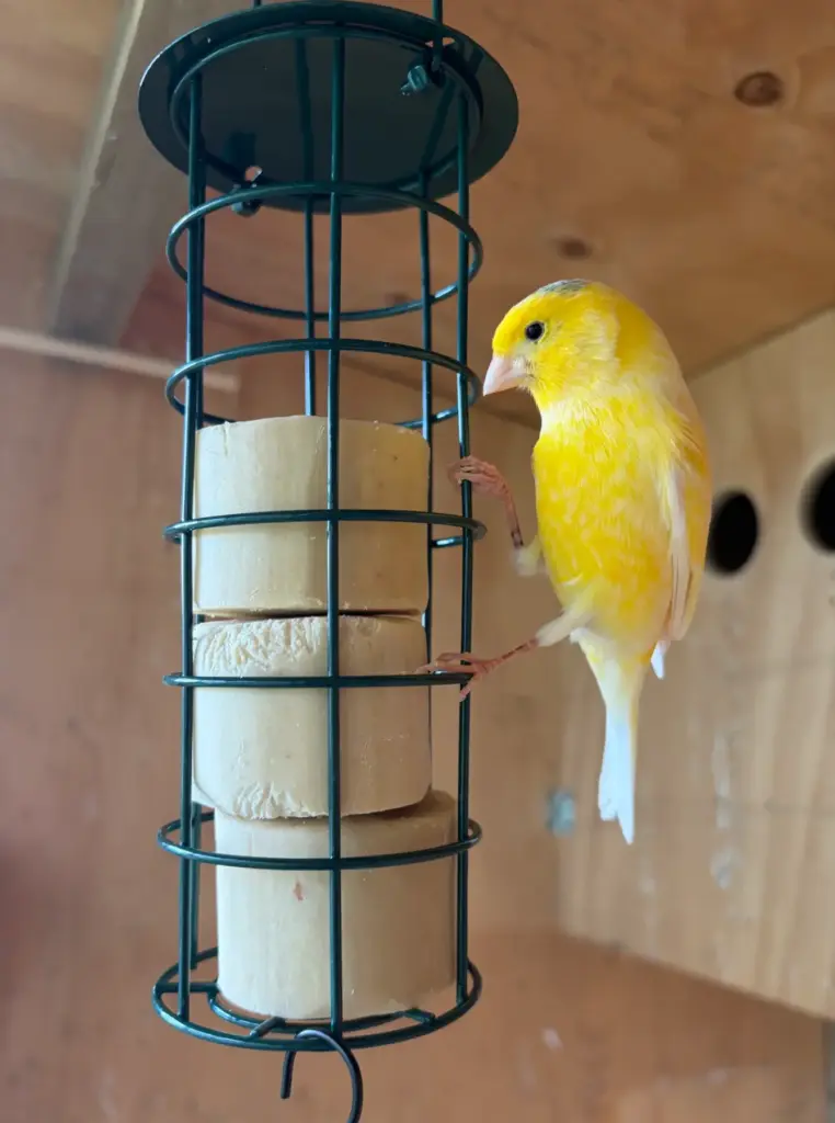 Canary feeding from a Topflite Energy Truffle Bird Feeder